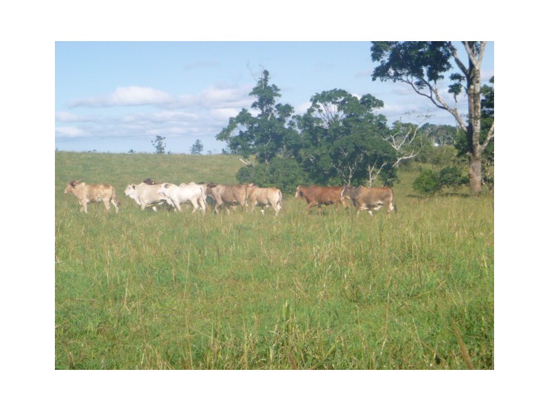 Millaa Millaa QLD 4886