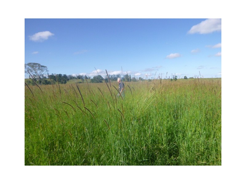 Millaa Millaa QLD 4886