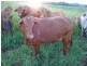 Tarzali QLD 4885