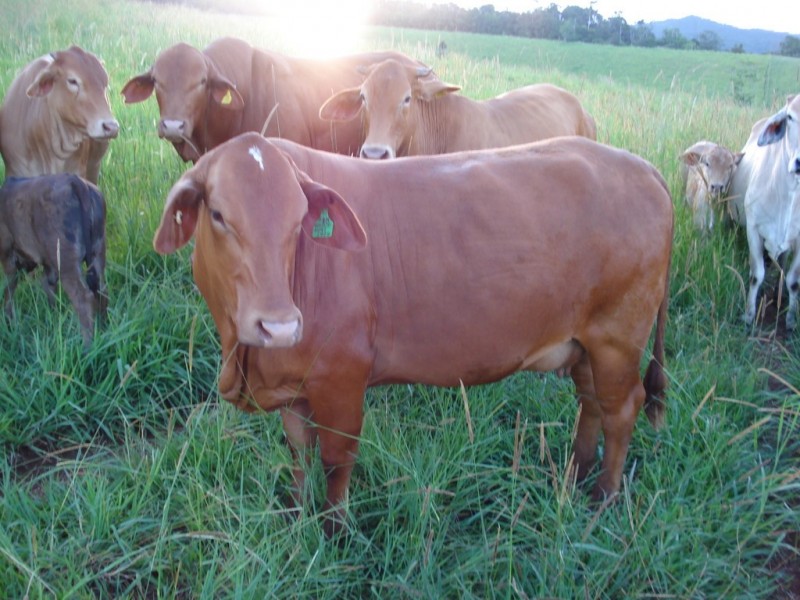 Tarzali QLD 4885