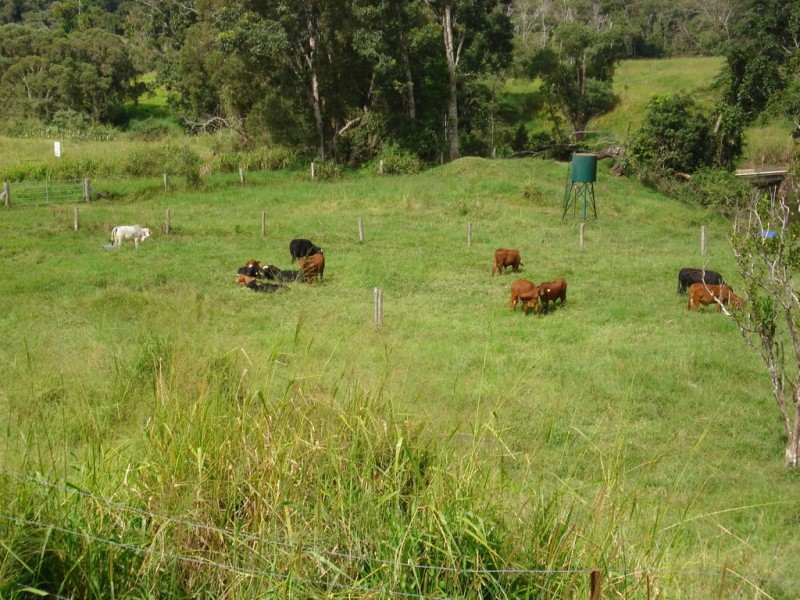 Tarzali QLD 4885