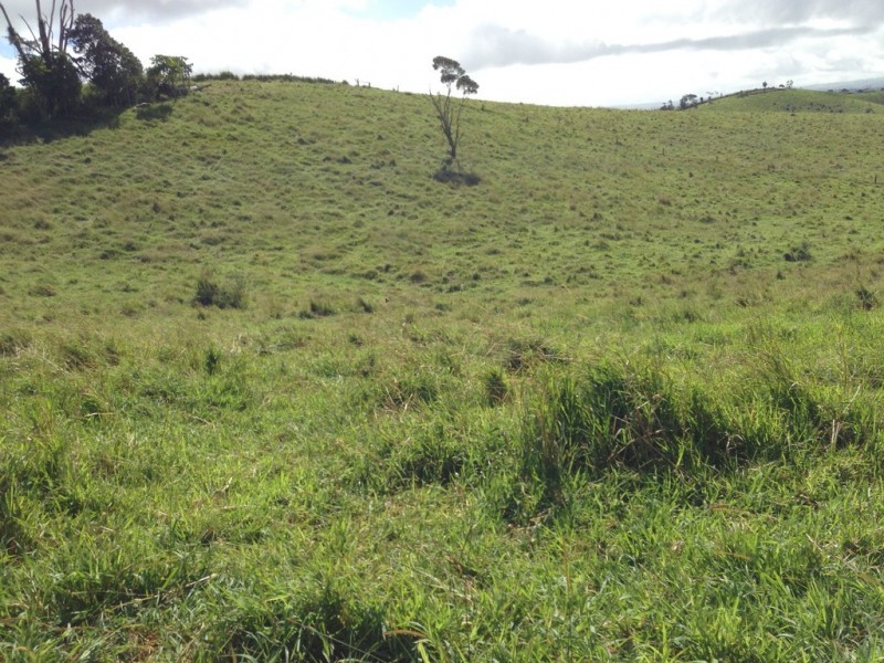 Tarzali QLD 4885