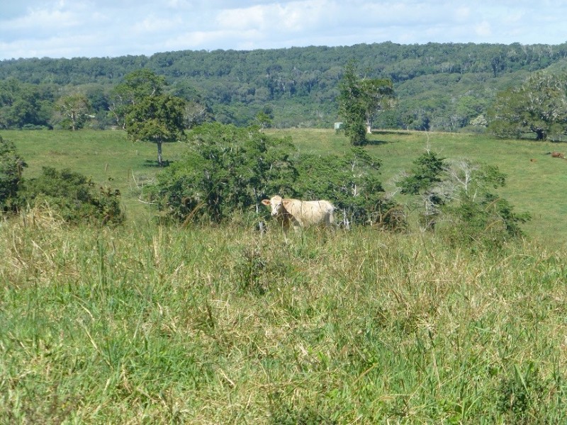 Lake Barrine QLD 4884
