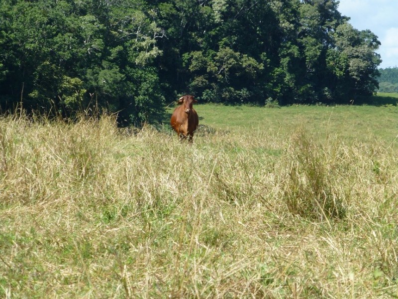 Lake Barrine QLD 4884