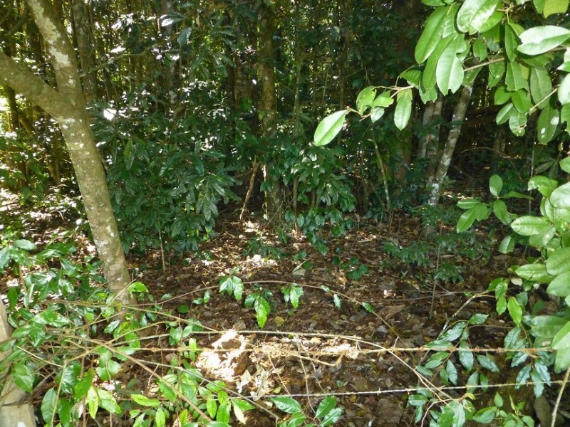 Lake Barrine QLD 4884