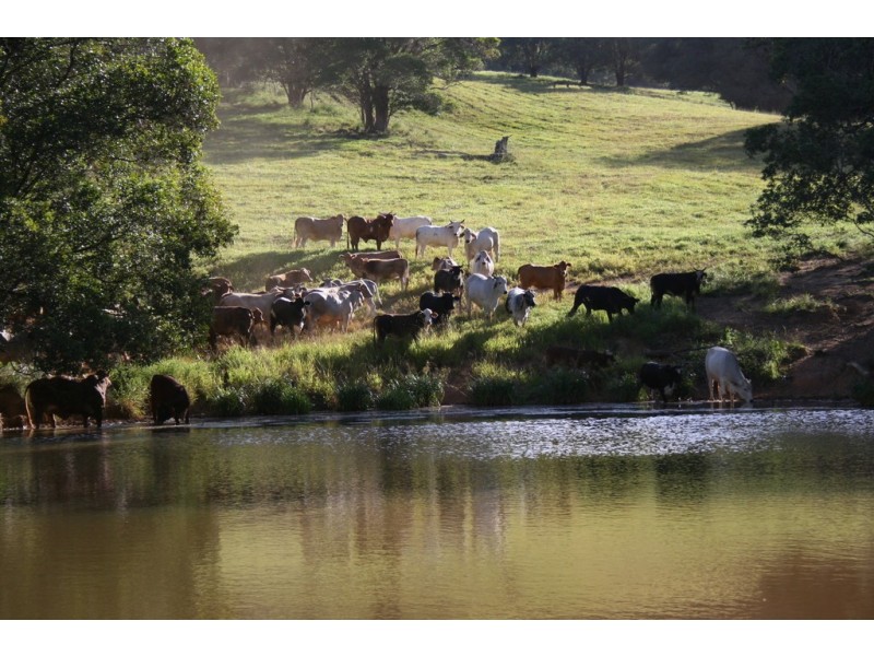 Lake Barrine QLD 4884