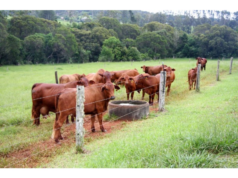 Lake Eacham QLD 4884