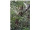 Topaz QLD 4885