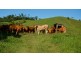 Tarzali QLD 4885