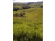Tarzali QLD 4885