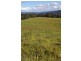 Tarzali QLD 4885