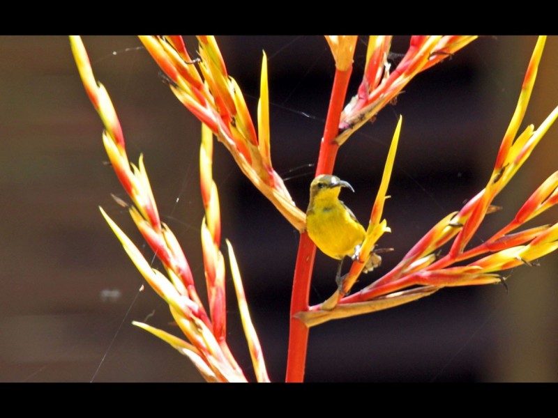 Lake Eacham QLD 4884
