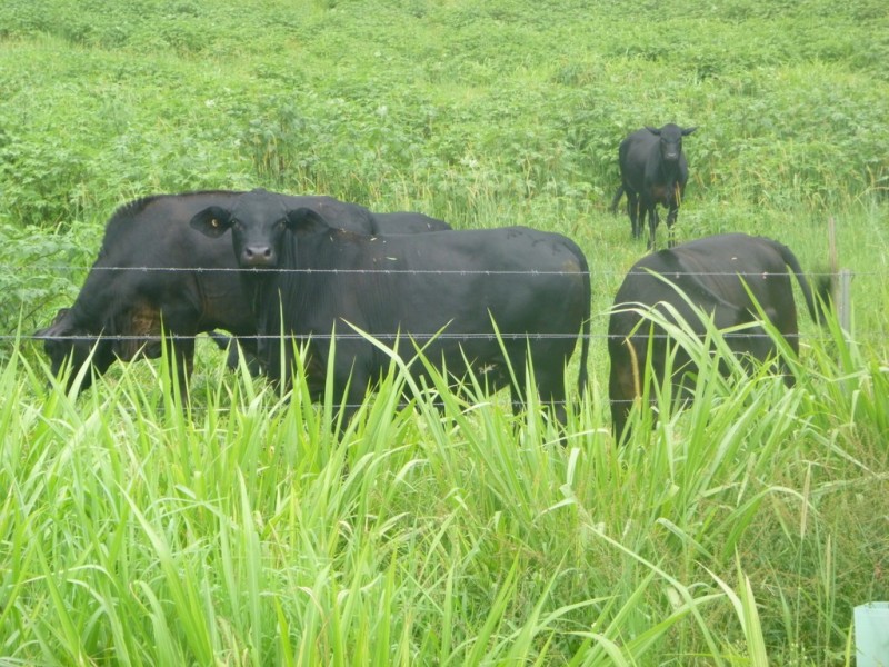 East Barron QLD 4883