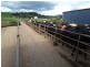 Ravenshoe QLD 4888