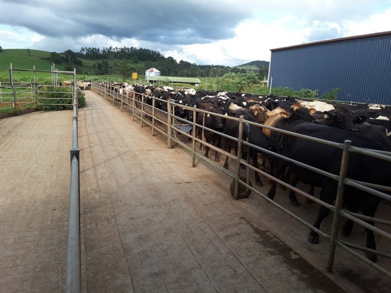 Ravenshoe QLD 4888