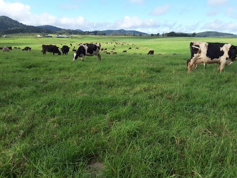 Ravenshoe QLD 4888