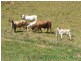 Jaggan QLD 4885