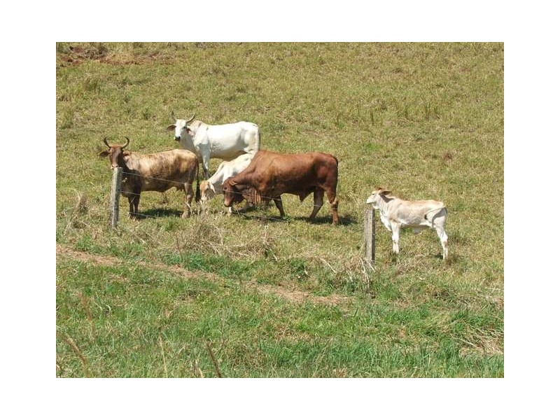 Jaggan QLD 4885