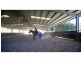 Carrington QLD 4883