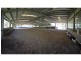 Carrington QLD 4883