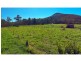 Carrington QLD 4883