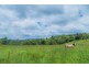 Millaa Millaa QLD 4886