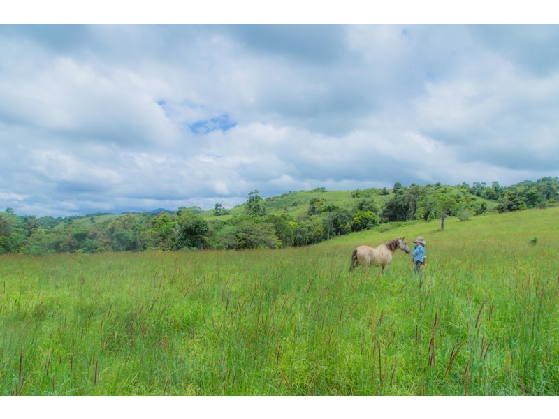 Millaa Millaa QLD 4886