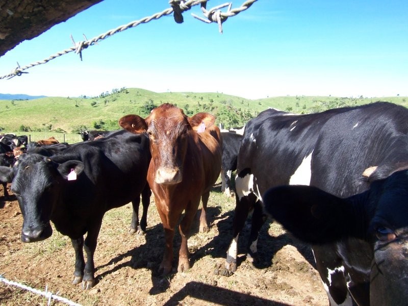 Millaa Millaa QLD 4886