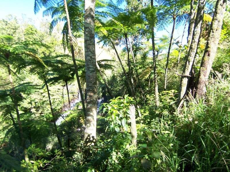 Millaa Millaa QLD 4886