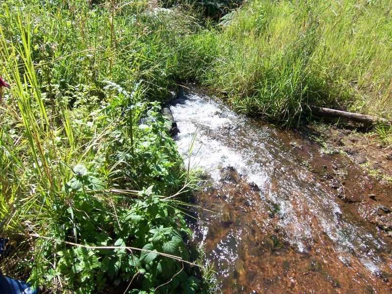 Millaa Millaa QLD 4886