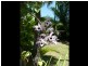 39 Terebra Street, Palm Cove QLD 4879