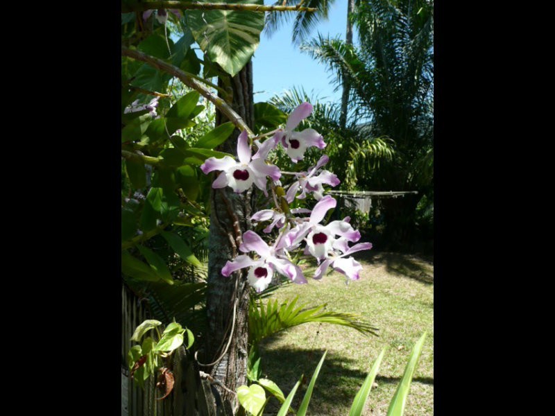 39 Terebra Street, Palm Cove QLD 4879