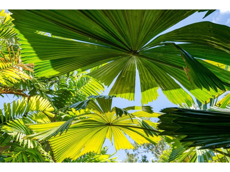 27 Savannah Street, Palm Cove QLD 4879