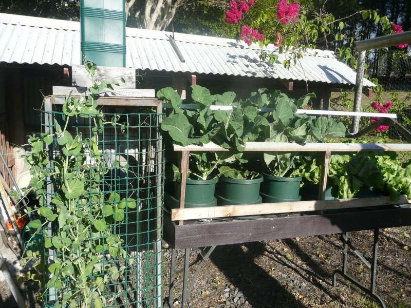 267 Koah Road, Koah QLD 4881