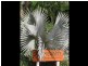 Palm Cove QLD 4879