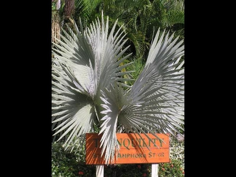 Palm Cove QLD 4879