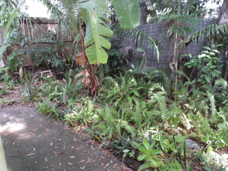 3/16 Amphora St, Palm Cove QLD 4879