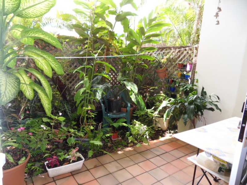 3/13 Amphora Street, Palm Cove QLD 4879