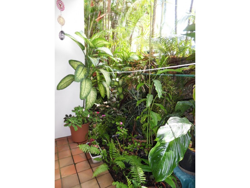 3/13 Amphora Street, Palm Cove QLD 4879