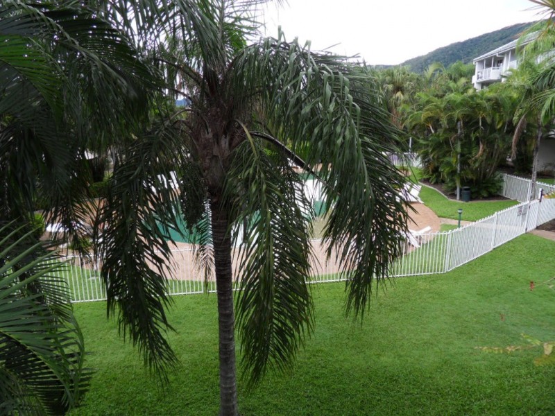 315 Coral Coast Drive, Palm Cove QLD 4879