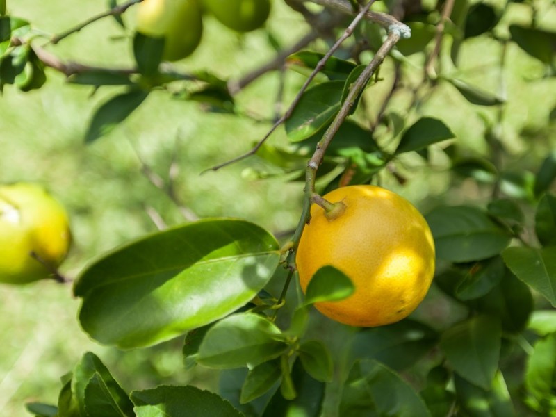 13 Hawkins Street, Gordonvale QLD 4865