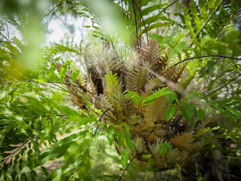 13 Hawkins Street, Gordonvale QLD 4865