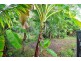 9 St. Crispin St., Clifton Beach QLD 4879