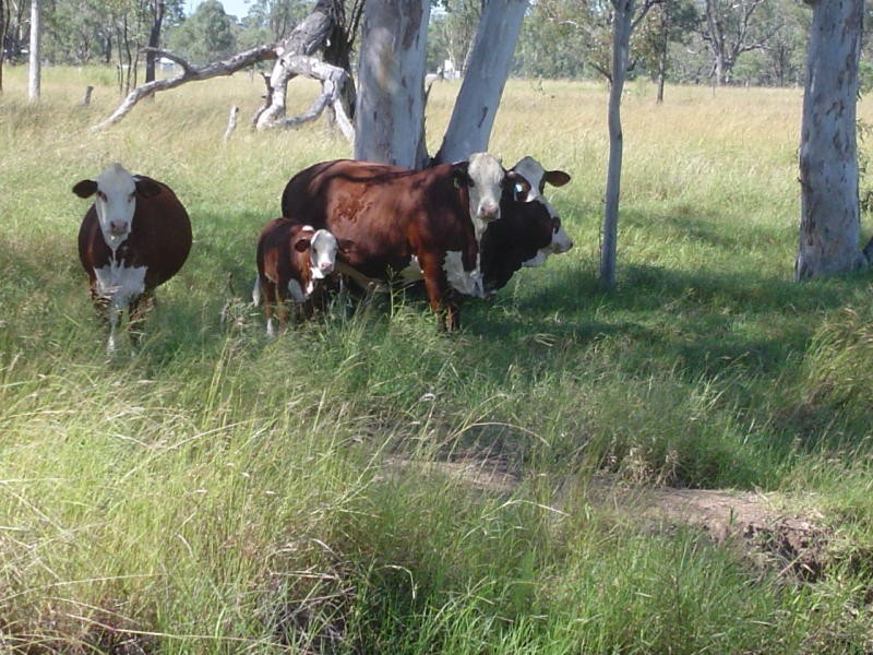 Alton Downs QLD 4702