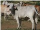 Bajool QLD 4699