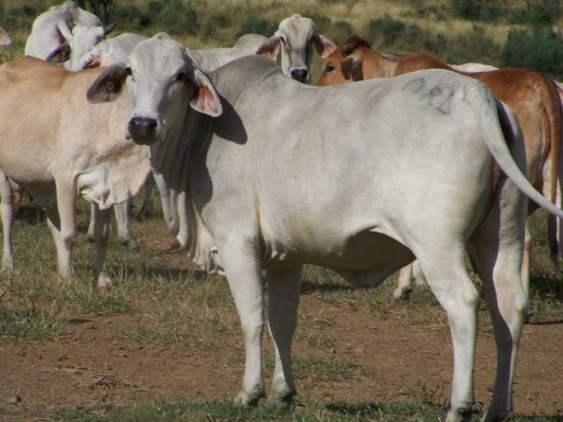 Bajool QLD 4699