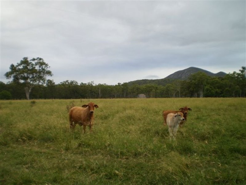 Cawarral QLD 4702