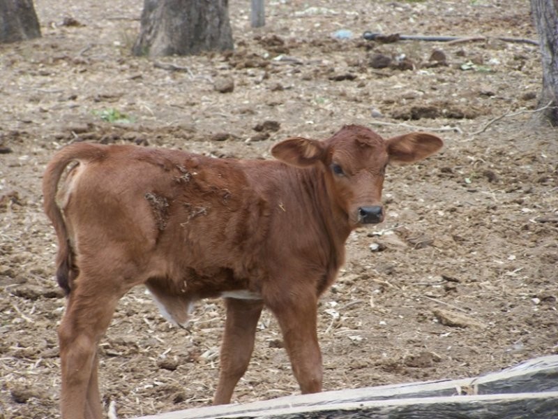Bushley QLD 4702