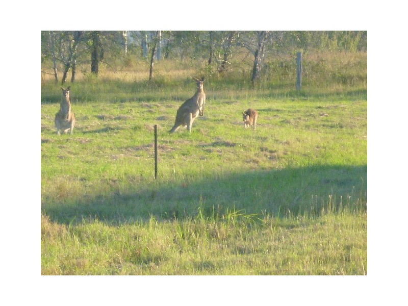 43 Ingram Drive, Gracemere QLD 4702