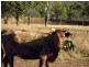 49792 Burnett Highway, Walmul QLD 4714